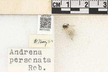 Media type: image;   Entomology 771501 Aspect: Labels